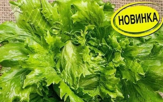 Пакет семян салата Айс Квин