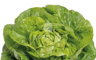 Салат Аналотта на белом фоне