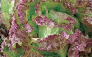 Салат АНАПЧАНИН на земле