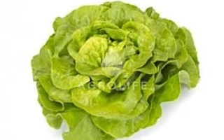 Салат Антолина на белом фоне