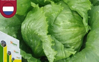 Салат Авирам, крупный зеленый листовой овощ