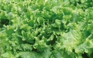 Семена салата БАЛЕТ на упаковке с изображением листьев