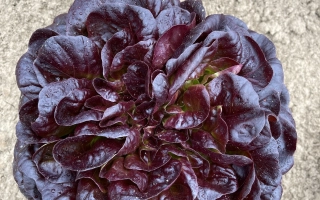 Салат сорта БАРЛАХ | BARLAK на земле