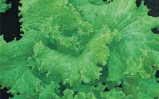 Пакет семян салата Богема