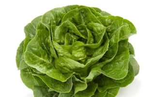 Салат Бостон на белом фоне