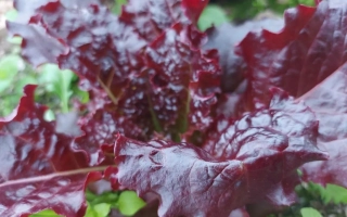 Бразильский Карнавал