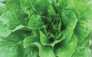 Салат Брайтон на грядке