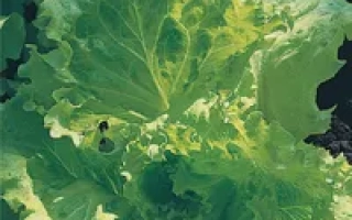 Пакет семян салата Дачный