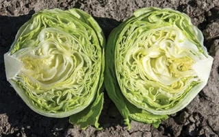 Две половинки салата Данило на земле