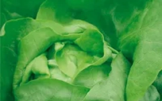 Пакет семян салата Данко