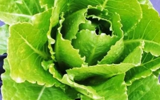 Салат Денди