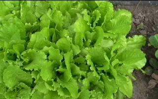 Салат Дионис на грядке