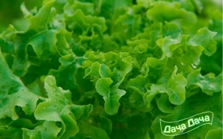 Салат Дубрава на фоне зелени