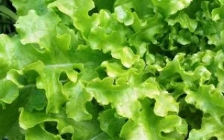 Дубровский