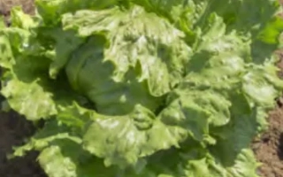 Салат Елсол на грядке