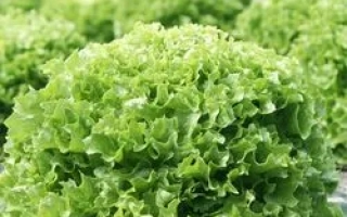 Салат Ералаш на грядке