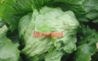 Семена капусты Kale на фоне листьев - Етти