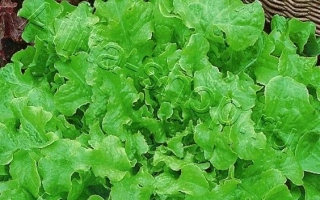 Пакет семян салата Эврика от Аэлита