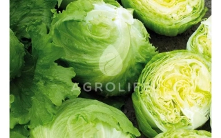 Салат Expression от EGROLIB - Експрешион