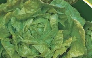 Фестивальный