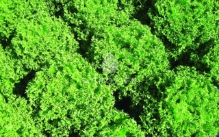 Салат Финстар на зелёном фоне