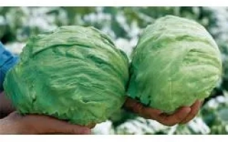 Фортунас РЦ