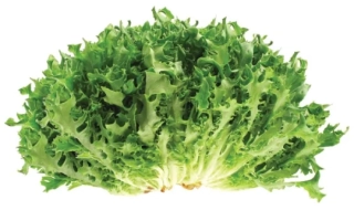 Салат фриллис на белом фоне