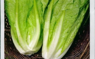 Пакет семян салата Галандер