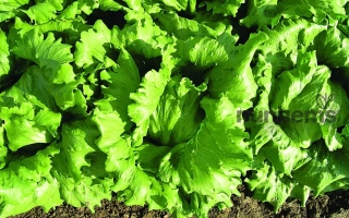 Салат Галера на грядке