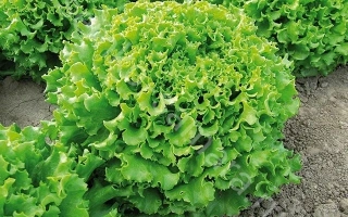 Салат Гранд Рапидс на грядке