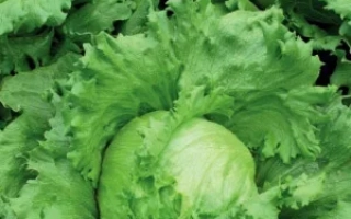 Губернатор