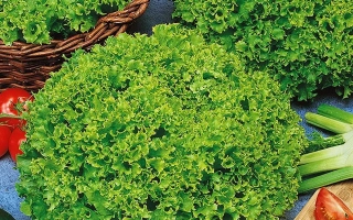 Салат ХЬЮДЖИН в корзине с овощами