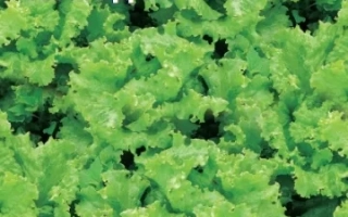 Пакет семян салата Холодок