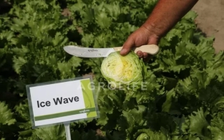 Салат Ice Wave на грядке с рукой, держащей нож и часть листа - Айс Вейв