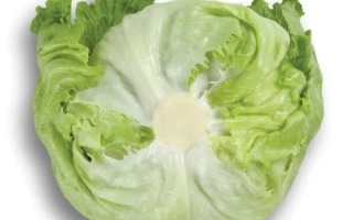 Свежий лист салата Икебанас на белом фоне