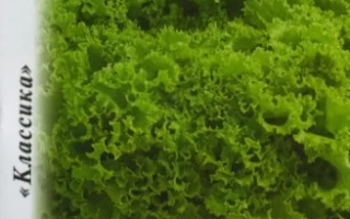 Пакет семян салата Изумрудное кружево НК