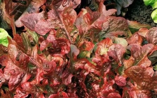 Пакет семян салата КИТЕЖ от производителя Аэлита