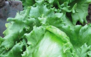 Салат Колобок на грядке