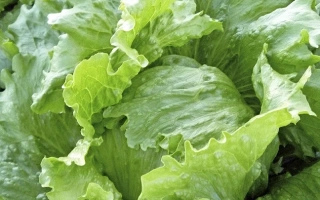 Салат Константа на фоне поля