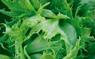 Пакет семян салата Королева льда от агрофирмы АгроМаркет