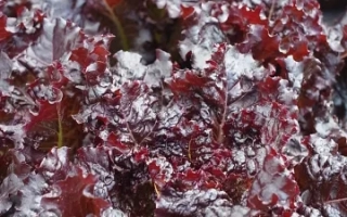 Салат Краснolistный летний - КРАСНОЛИСТНЫЙ ЛЕТНИЙ