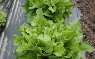 Салат Кредо на грядке