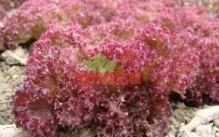 Салат Кримсон с красными волнистыми листьями на грядке