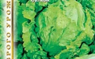 Семена салата КРУЛЕВА ПЯТА (КОРОЛЕВА ЛЕТА) на упаковке