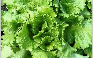 Семена салата Кучерявец Грибовский