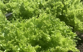 Кучерявец Партнер