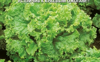 Кучерявец Сибирский