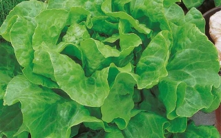 Салат Ларанд на фоне зелени и овощей