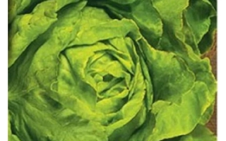 Салат Ларавера на изображении