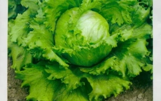 Семена салата Ларсен на упаковке